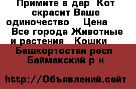 Примите в дар. Кот скрасит Ваше одиночество. › Цена ­ 0 - Все города Животные и растения » Кошки   . Башкортостан респ.,Баймакский р-н